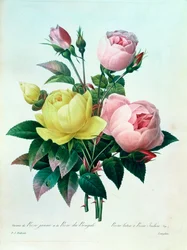 Rosa Lutea und Rosa Indica, aus 